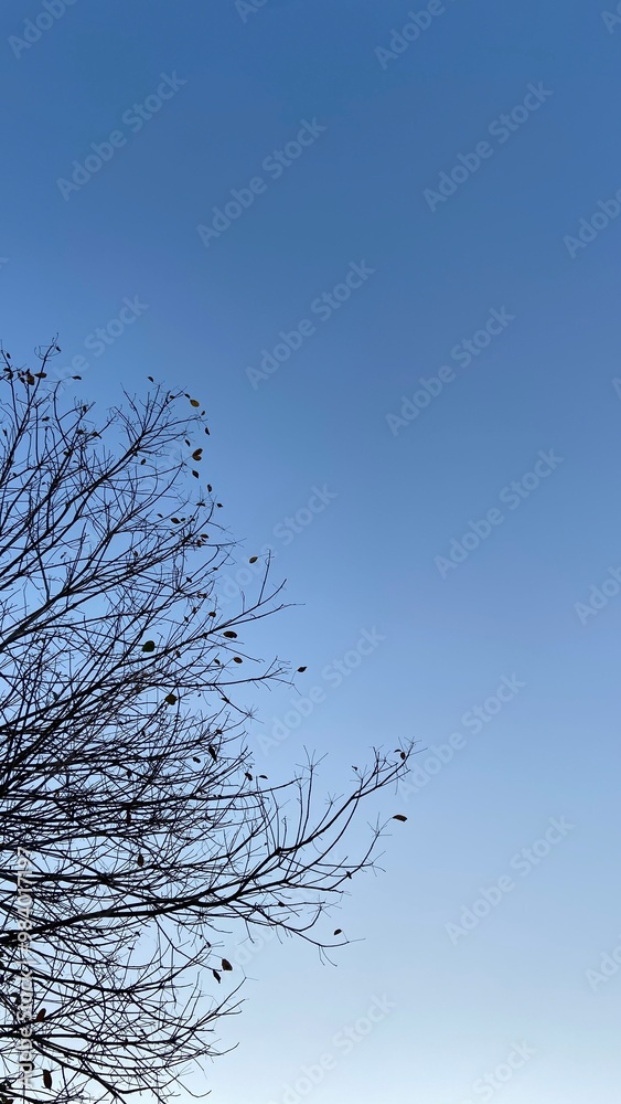 Obraz premium Dead Tree Branches with Blue Sky Background. Selective focus.