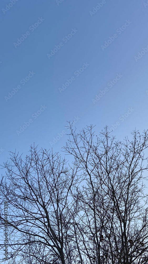 Dead Tree Branches with Blue Sky Background. Selective focus.