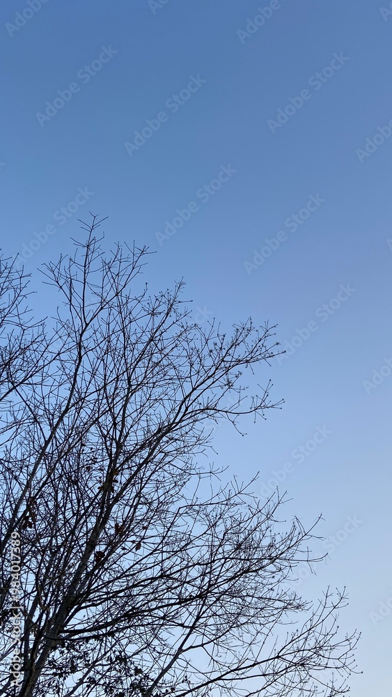 Dead Tree Branches with Blue Sky Background. Selective focus. Dead Tree Branches with Blue Sky Background. Selective focus.