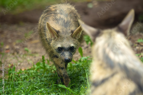 The aardwolf (Proteles cristatus), maanhaar-jackal, termite-eating hyena and civet hyena, a young animal goes to greet an older clan member. photo