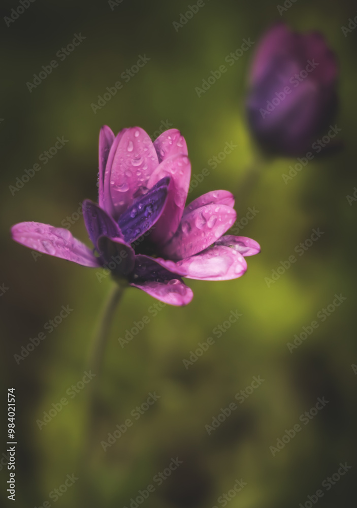 Close-up soft-focus image of a purple daisy in the rain. Close-up soft-focus image of a purple daisy in the rain.