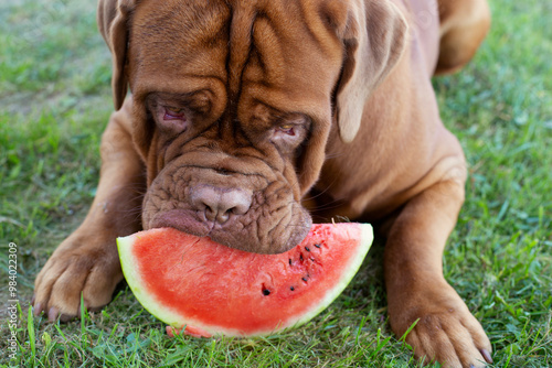 Cute face of a large dog holding a piece of watermelon in its teeth. A purebred dog eats a sweet watermelon with pleasure