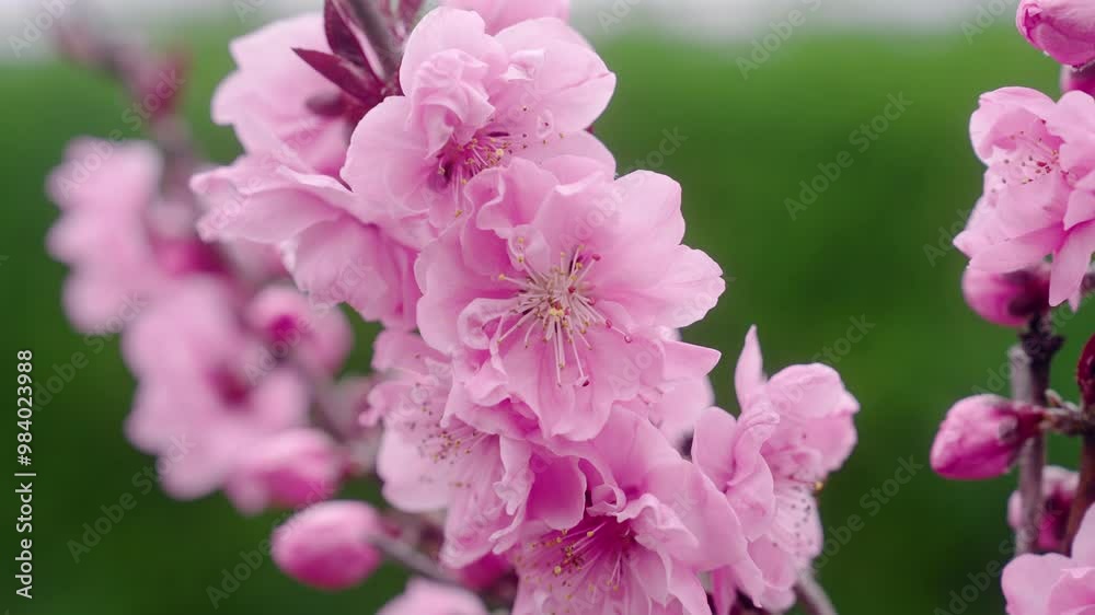 Focusing Radiant Sakura Flowers In Full Bloom At The Botanical Gardens In Kyoto, Japan. Rack Focus Shot Focusing Radiant Sakura Flowers In Full Bloom At The Botanical Gardens In Kyoto, Japan. Rack Focus Shot