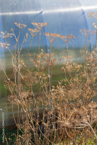 Dry dill in the garden bed. Dill with seeds. Dry stems and seeds of dill
