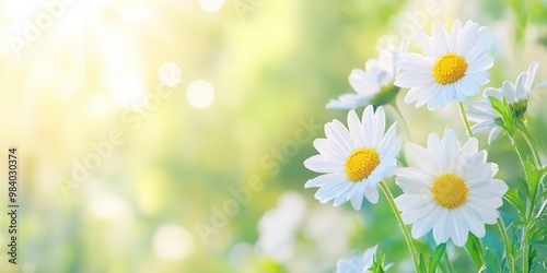 Beautiful chamomile flowers in meadow with shiny bright blur bokeh background