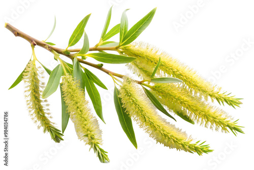 Willow branch with yellow catkins isolated on transparent background