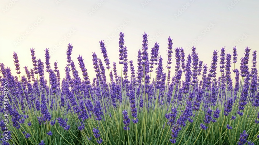Naklejka premium A realistic shot of a Lavender field in full bloom under a clear sky, capturing the long stalks topped with clusters of purple flowers. 
