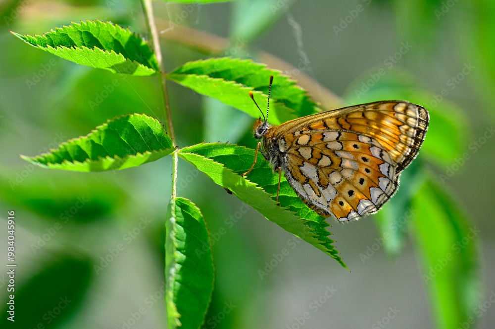 Skabiosen-Scheckenfalter, Goldener Scheckenfalter // Marsh fritillary (Euphydryas aurinia) - Montenegro Skabiosen-Scheckenfalter, Goldener Scheckenfalter // Marsh fritillary (Euphydryas aurinia) - Montenegro