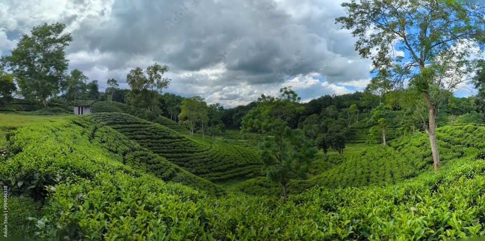 Darjeeling tila Green tea garden terrace at sreemangal, bangladesh Darjeeling tila Green tea garden terrace at sreemangal, bangladesh