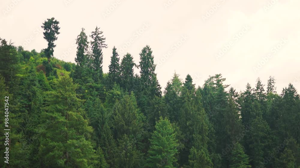 4K shot of Pine tree forest above the Himalayan mountain peaks as seen from Manali in Himachal Pradesh, India. Pine trees above the mountain ranges during the summer season. Natural background. 4K shot of Pine tree forest above the Himalayan mountain peaks as seen from Manali in Himachal Pradesh, India. Pine trees above the mountain ranges during the summer season. Natural background.