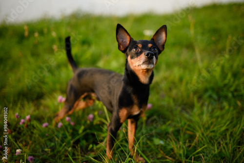 Small smooth-haired Russian toy terrier dog standing on green grass enjoying walk in fresh air. Dog product concept, pet walking.