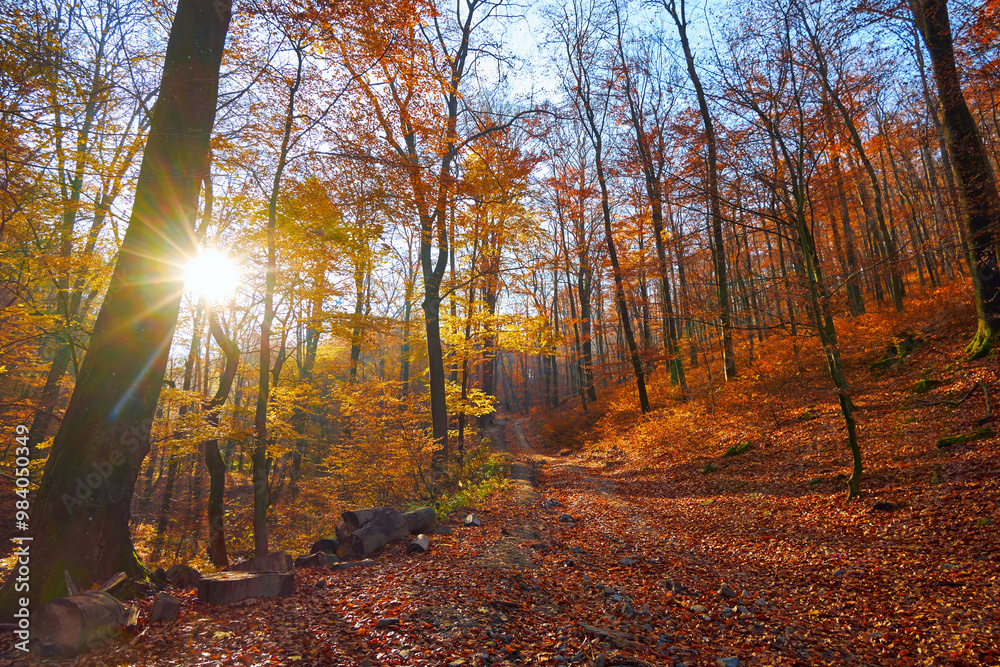 Obraz premium A picturesque morning in a fall, beech forest. The dirt road is strewn with red leaves. The low autumn sun shines softly through the trees