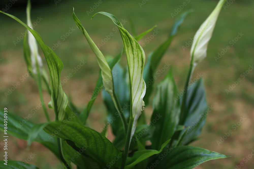 Spathiphyllum plant in bloom with many white flowers against green background Spathiphyllum plant in bloom with many white flowers against green background