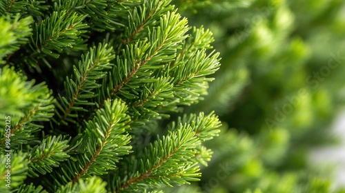 Close-up of lush green pine branches showcasing their needle-like leaves, capturing the essence of evergreen foliage.