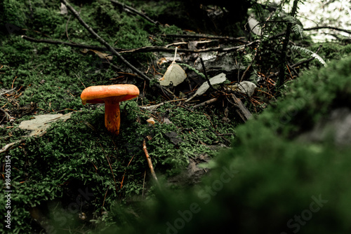 Vibrant mushroom amidst the lush forest floor