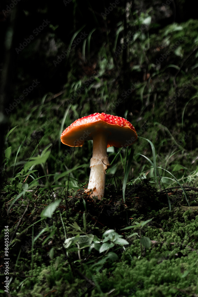 Vibrant red mushroom growing among lush greenery Vibrant red mushroom growing among lush greenery