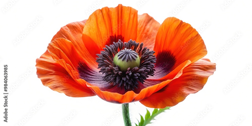 Bold Red Bloom: A single, striking field poppy stands tall, its delicate petals and rugged stem a study in contrast, with a sharp focus on its fiery beauty. Bold Red Bloom: A single, striking field poppy stands tall, its delicate petals and rugged stem a study in contrast, with a sharp focus on its fiery beauty.