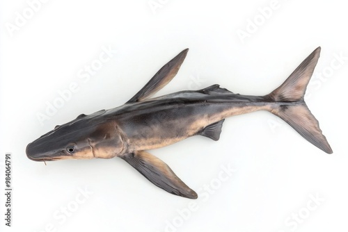 Prehistoric Paddlefish Displayed on Crisp White Backdrop