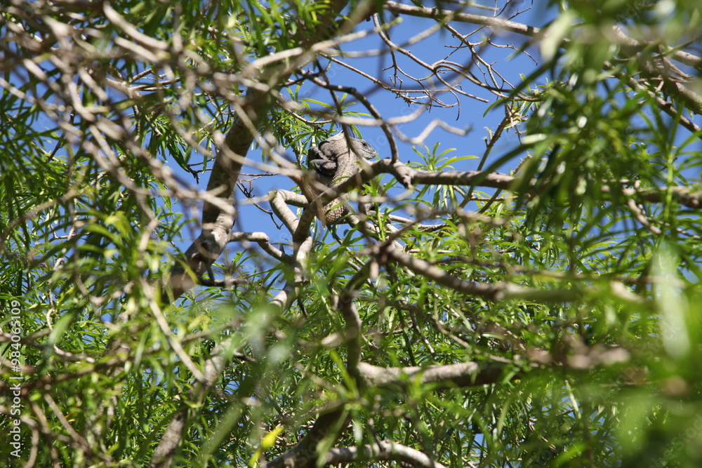Tree branches where an iguana is hiding, Mexico Tree branches where an iguana is hiding, Mexico