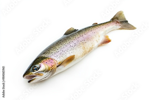 Colorful Rainbow Trout Against Pure White Background photo