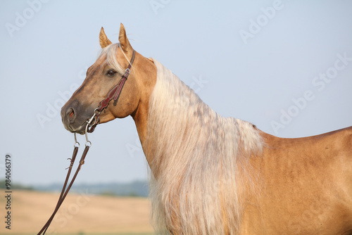 Amazing quarter horse with long mane