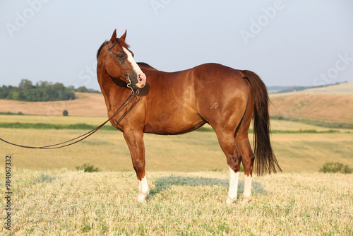 Nice chestnut quarter horse with western bridle