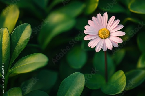 A close-up of a single pink daisy, standing out against a sea of green leaves, with soft, natural lighting highlighting its delicate petals.