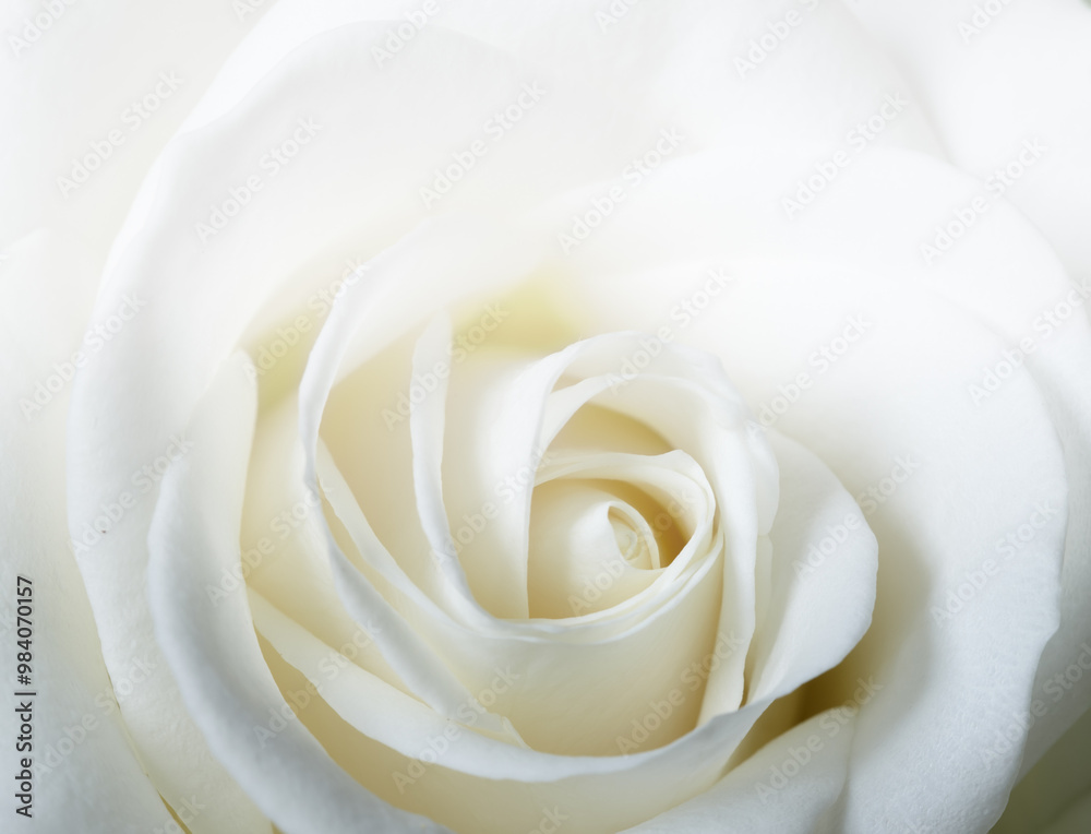 White, rose and texture in closeup for purity, wallpaper and bright for hope or aesthetic. Flower, gift and plant in boutique for innocence, spirituality and fragrance with gesture for celebration White, rose and texture in closeup for purity, wallpaper and bright for hope or aesthetic. Flower, gift and plant in boutique for innocence, spirituality and fragrance with gesture for celebration