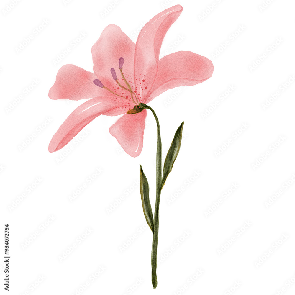 natural cliparts, animals, whale, succulents, cactus, bunnies, treasure box, star fish, star wand and outline elements. natural cliparts, animals, whale, succulents, cactus, bunnies, treasure box, star fish, star wand and outline elements.
