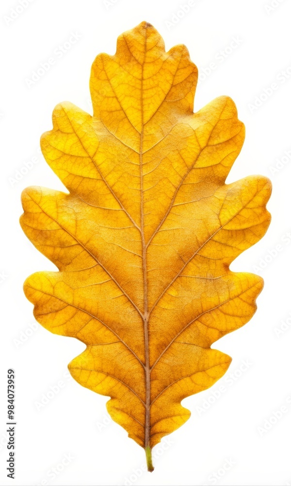Yellow Autumn Oak Leaf Isolated on White Background, Nature Fall Foliage Yellow Autumn Oak Leaf Isolated on White Background, Nature Fall Foliage