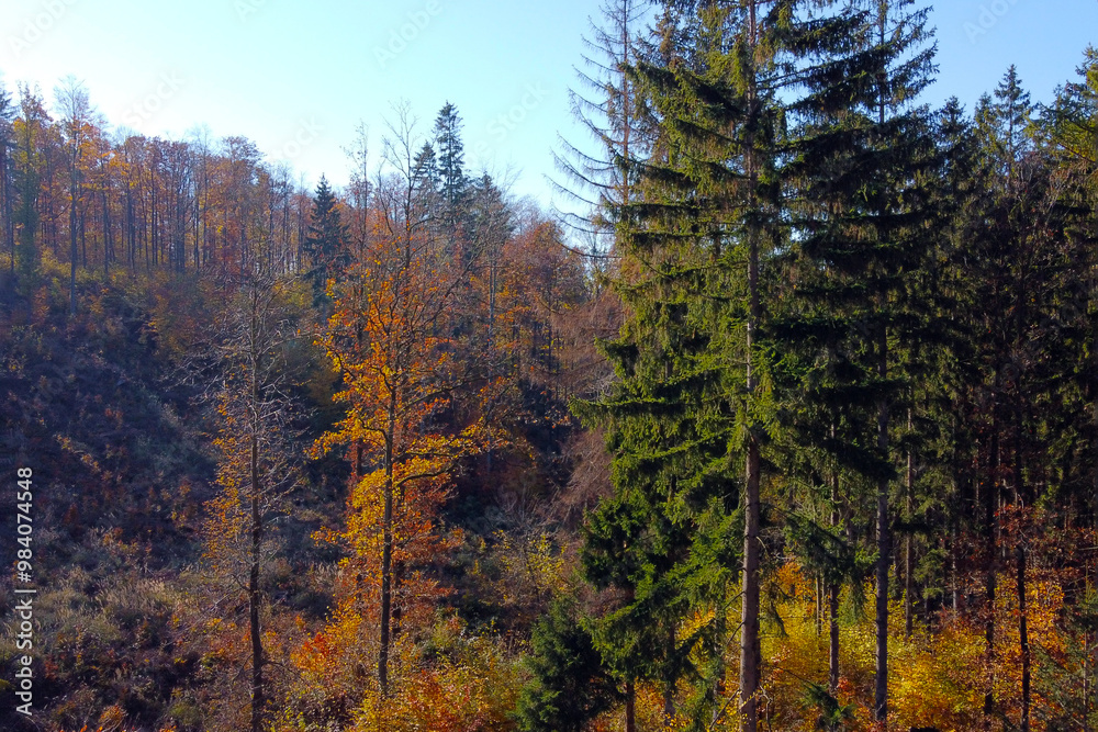 Autumn Forest Landscape with Evergreen and Deciduous Trees in Vibrant Fall Colors for Nature Enthusiasts and Seasonal Decor Autumn Forest Landscape with Evergreen and Deciduous Trees in Vibrant Fall Colors for Nature Enthusiasts and Seasonal Decor