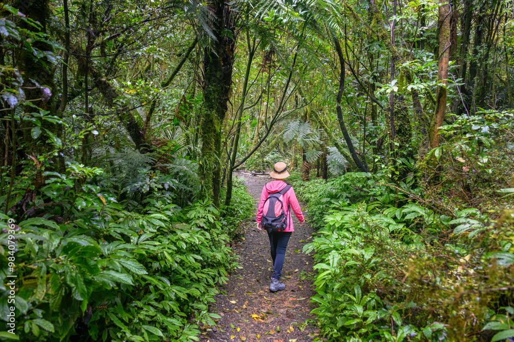Woman hiking in the forest towards Marokopa Falls. Waikato. North Island. New Zealand.