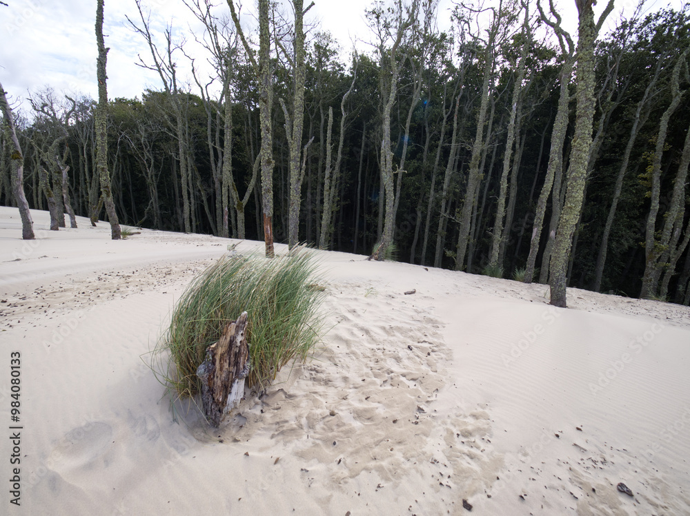 Słowiński Park Narodowy jest położony w środkowej części polskiego wybrzeża. Jest położony w środkowej części polskiego wybrzeża. Charakterystycznym elementem parku jest wydmowy pas mierzei z ruchomym