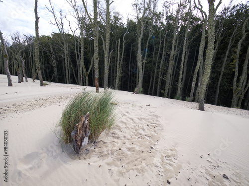 Obraz na płótnie Słowiński Park Narodowy jest położony w środkowej części polskiego wybrzeża. Jest położony w środkowej części polskiego wybrzeża. Charakterystycznym elementem parku jest wydmowy pas mierzei z ruchomym w salonie