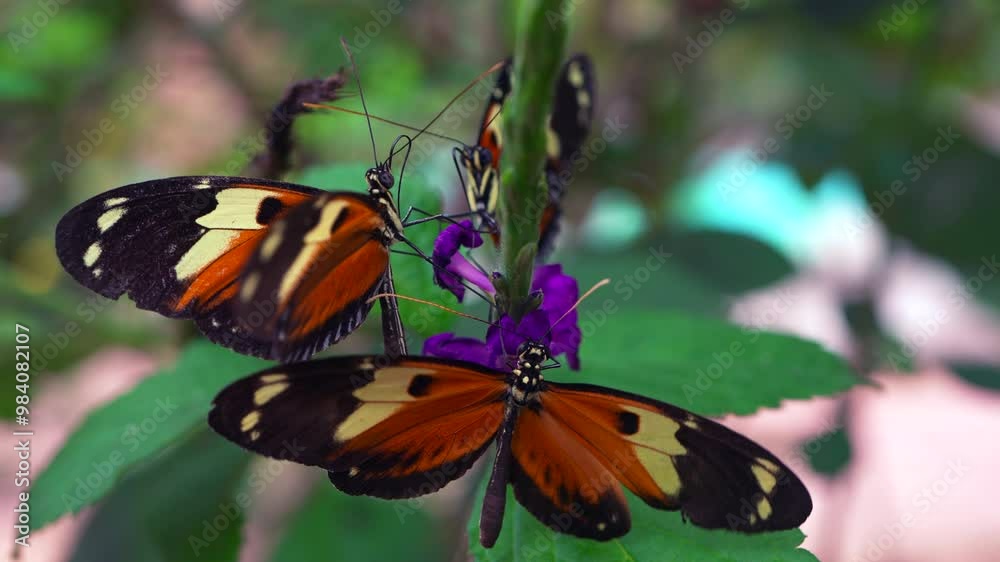 Macro shot of orange butterflies sitting on a plant in the Mindo cloud forest in Ecuador sucking nectar from purple flowers as they flap wings Macro shot of orange butterflies sitting on a plant in the Mindo cloud forest in Ecuador sucking nectar from purple flowers as they flap wings