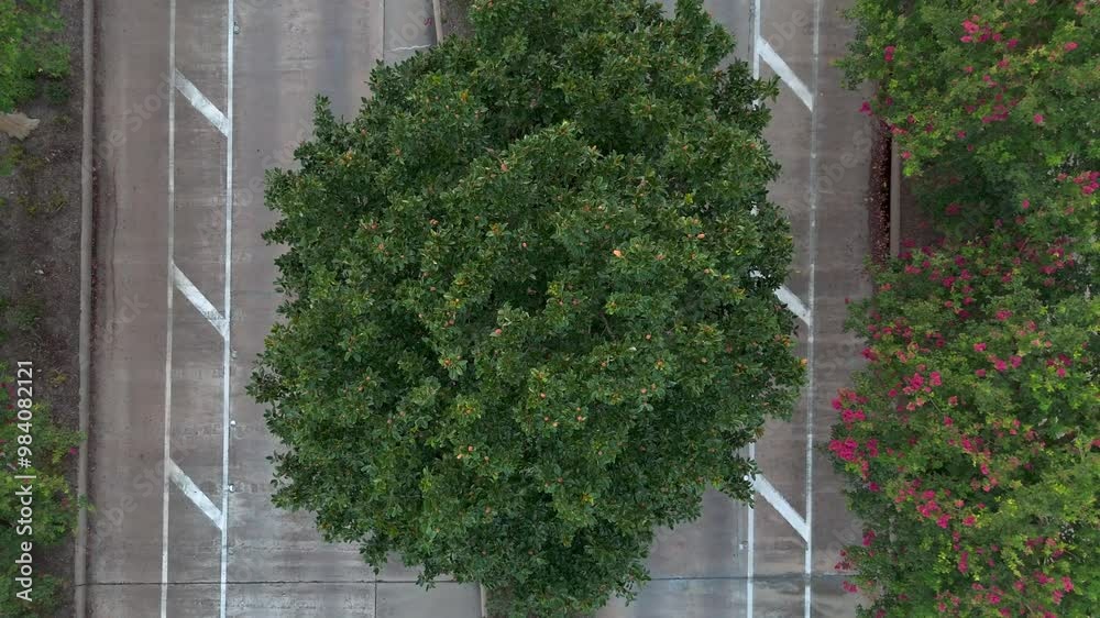 An overhead aerial view of a green tree in the middle of a bridge, stationed between two rivers, recorded at 60 frames per second.