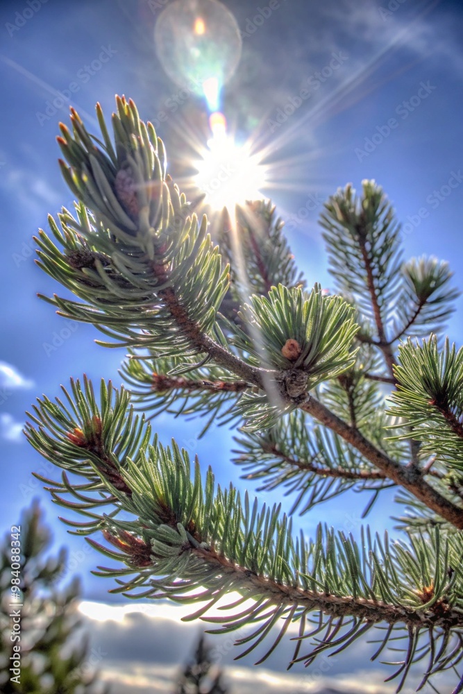 tree branch pine tree branch pine