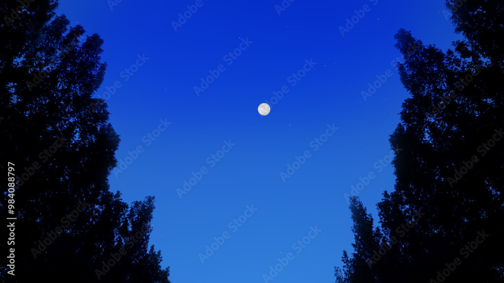 Blue Moonlit Night in the Forest with Tall Pine Trees Blue Moonlit Night in the Forest with Tall Pine Trees