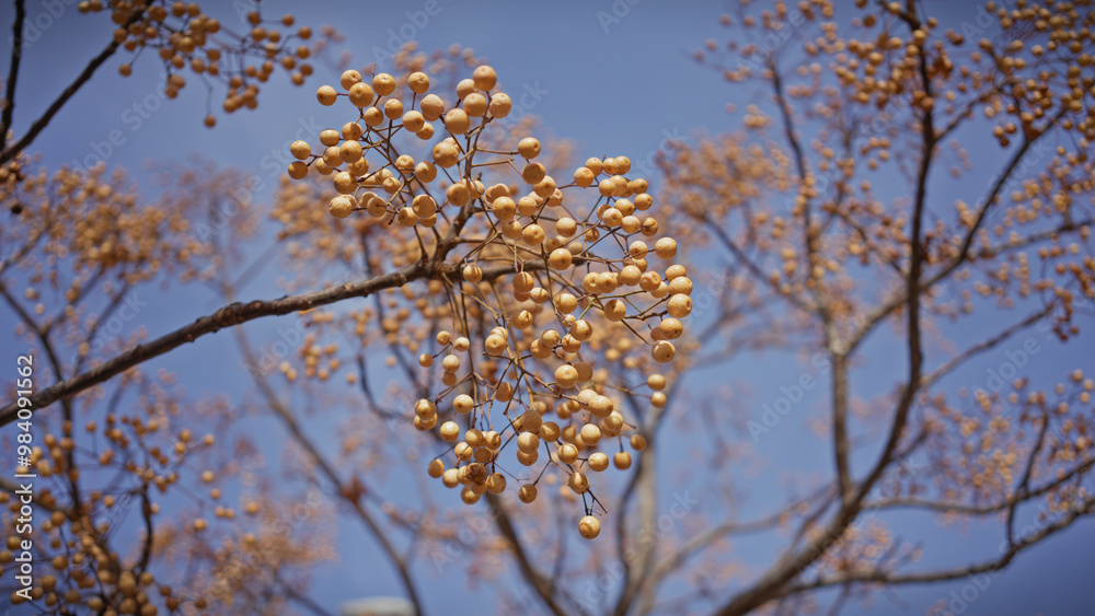 Close-up of golden melia azedarach berries against a clear blue sky in murcia, spain Close-up of golden melia azedarach berries against a clear blue sky in murcia, spain