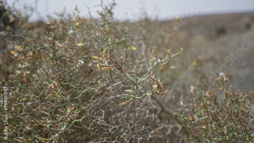 Launaea arborescens plant in lanzarote, canary islands during daylight, showcasing its unique thorny structure in a rugged outdoor landscape. photo