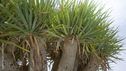 Dracaena draco trees with dense green foliage captured outdoors during daylight in lanzarote, canary islands, showcasing the unique flora of the region. photo