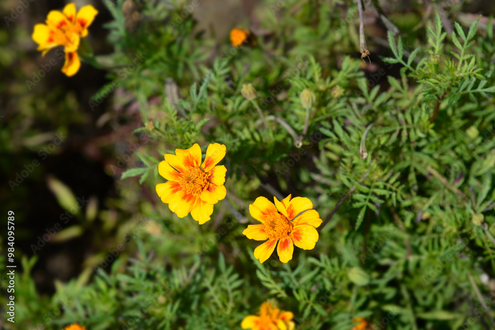 French marigold Linnaeus flowers French marigold Linnaeus flowers