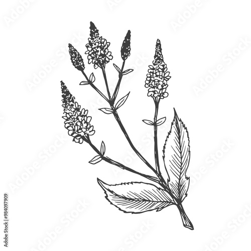 Verbena drawing. Vector hand drawn plant. Vintage medicinal plant sketch. Branch with flowers and leaves