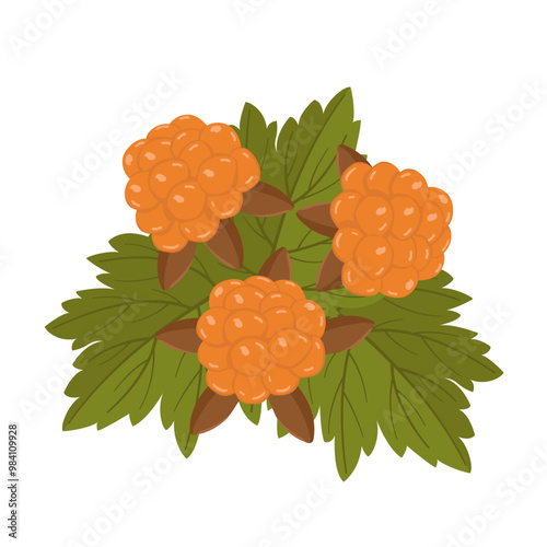 Vector set with cloudberry berry and leaves. Botanical illustration for greeting card and banner. Berries for vitamin tea and jam.