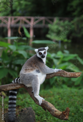 Funny lemur sprawled on a tree