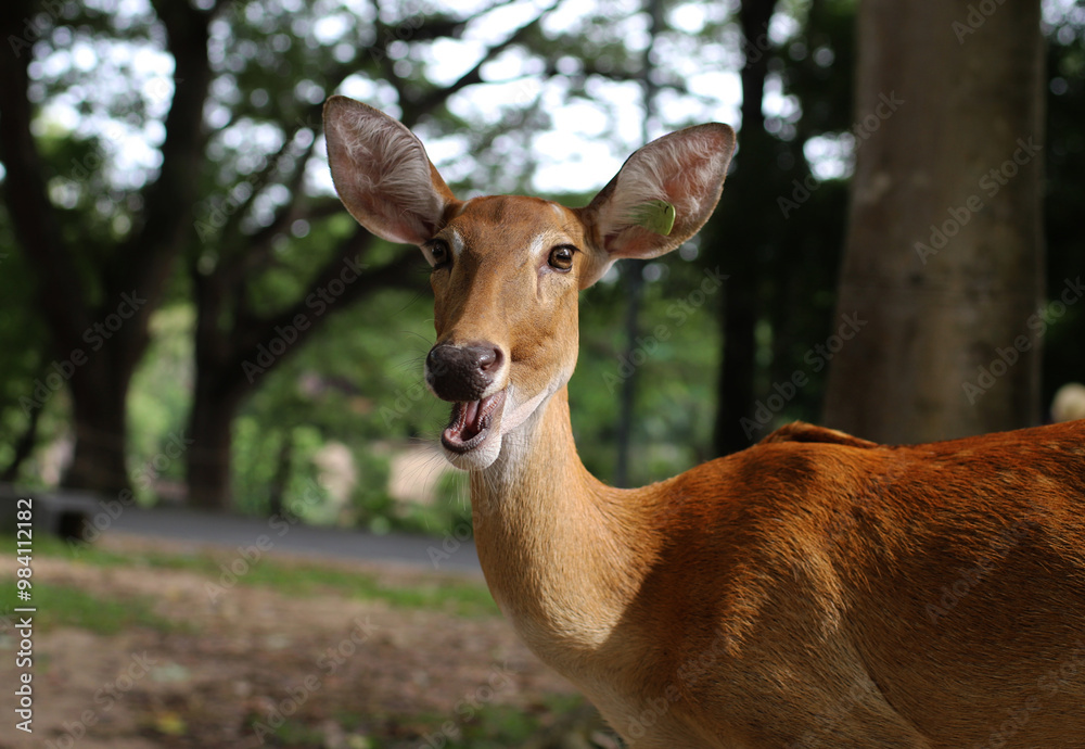 Obraz premium a smiling deer with expressive eyes