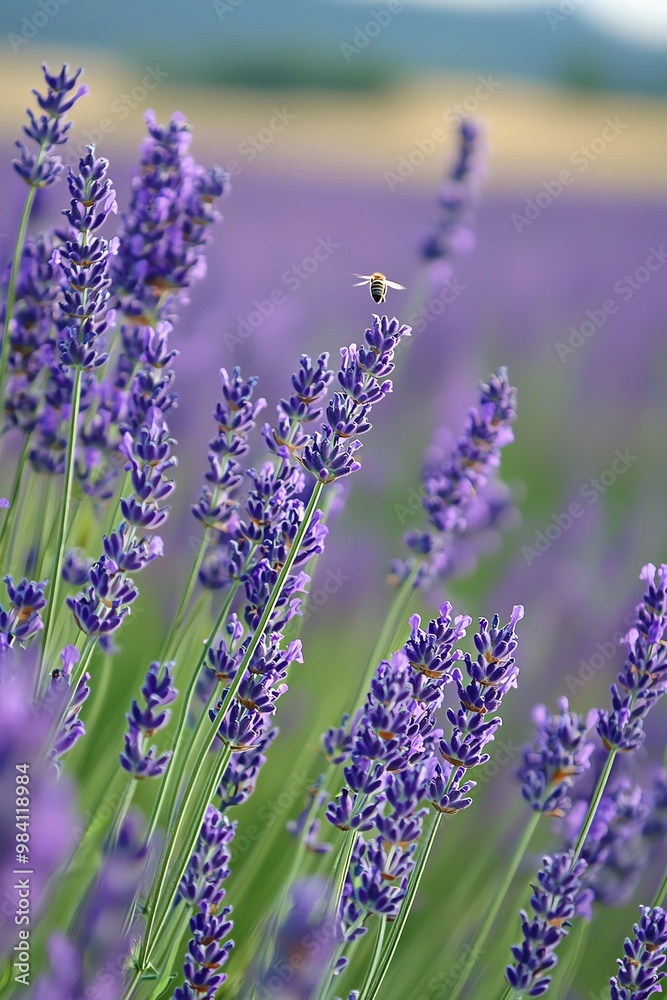Naklejka premium Close-up of a bee pollinating a lavender flower in a field.