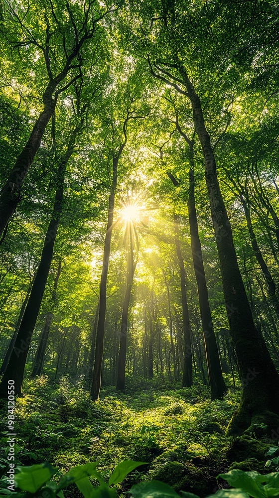 Lush green forest with towering trees and sunlight Lush green forest with towering trees and sunlight