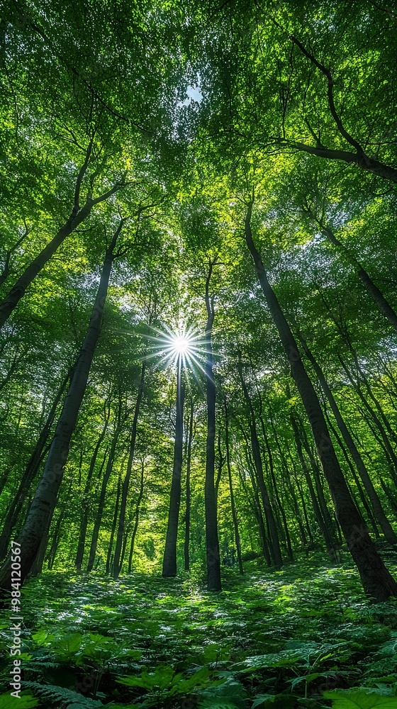 Lush green forest with towering trees and sunlight Lush green forest with towering trees and sunlight