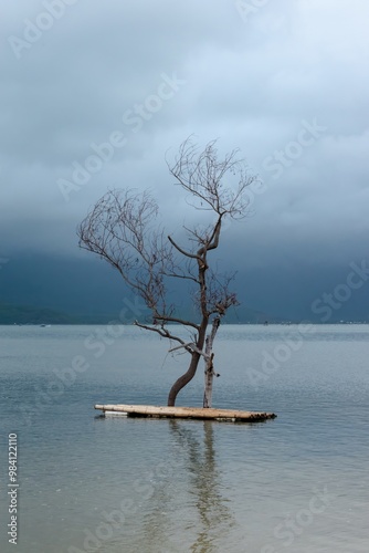 Tree on the shore - Vietnam